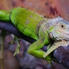 Игуана зелёная (обыкновенная) (Iguana iguana)