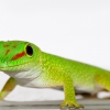 Геккон мадагаскарский (Phelsuma madagascariensis)