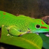 Геккон мадагаскарский (Phelsuma madagascariensis)