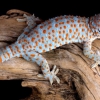 Геккон токи (Gekko gecko)