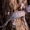 Геккон токи (Gekko gecko)