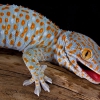 Геккон токи (Gekko gecko)