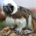Тамарин эдипов (Saguinus oedipus)