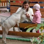 Коза встречает посетителей