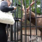 Пятнистый олень