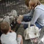 Посетители кормят песцов