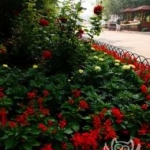 Клумба с розами