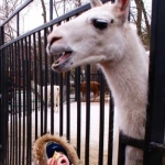 Угощенье для ламы 1.04.12
