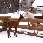 Альпачонок знакомится с соседом