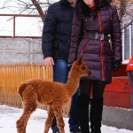 Альпачонок гуляет