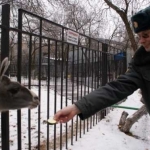 Лама и милиционер