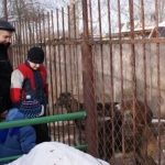 У муфлонов