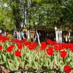 Тюльпаны