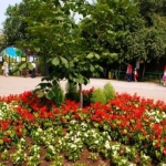 Цветы
