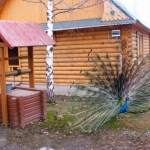 Павлин красуется