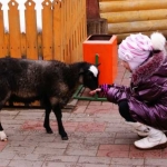 Овечку кормят
