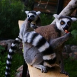 Кошачьи лемуры 15.06.12