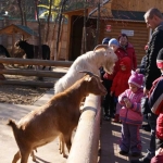 Козы в контактном зоопарке