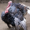 Индейка обыкновенная (Meleagris gallopavo)