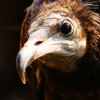 Стервятник (Neophron percnopterus)