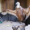 Белоголовый сип (Gyps fulvus)