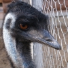 Эму (Dromaius novaehollandiae)