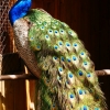 Павлин (Pavo cristatus)