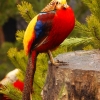 Золотой фазан (Chrysolophus pictus)