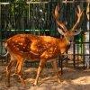 Пятнистый олень (Cervus nippon)