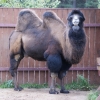 Двугорбый верблюд (Camelus bactrianus) (ferus)