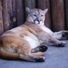 Пума (Felis (Puma) concolor)