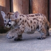 Пума (Felis (Puma) concolor)