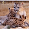 Пума (Felis (Puma) concolor)