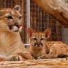 Пума (Felis (Puma) concolor)