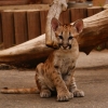 Пума (Felis (Puma) concolor)