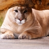 Пума (Felis (Puma) concolor)