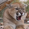 Пума (Felis (Puma) concolor)