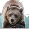Бурый медведь (Ursus arctos)
