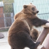 Бурый медведь (Ursus arctos)