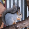 Белка обыкновенная (Sciurus vulgaris)