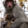 Японский макак (Macaca fuscata)