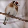 Щегол (Carduelis carduelis)