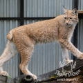 Рысь (Lynx lynx)