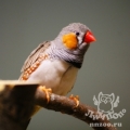 Зебровая амадина (Taeniopygia guttata)