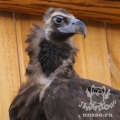 Чёрный гриф (Aegypius monachus)