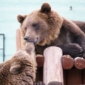 Бурый медведь (Ursus arctos)