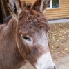 Домашний осел (Equus asinus dom)