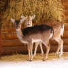 Европейская лань (Dama (Cervus) dama)