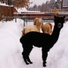 Альпака (Lama pacos)
