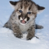 Пума (Felis (Puma) concolor)